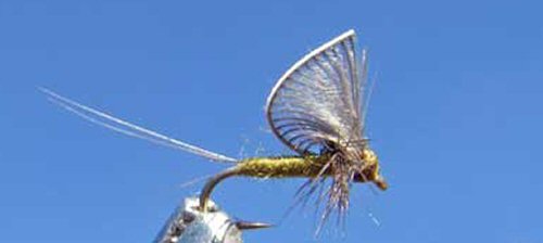 BWO