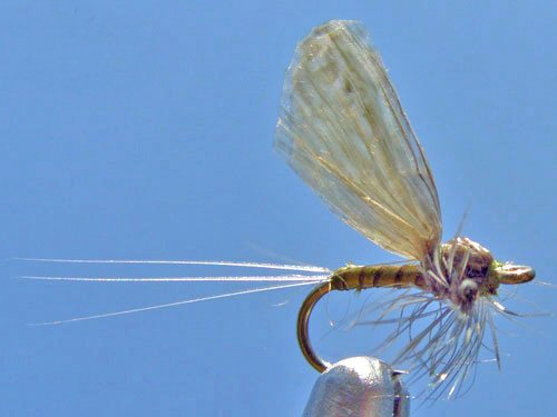 BWO Hackle Dun