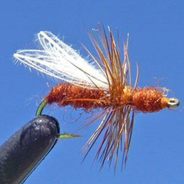 CDC Cinnamon Ant