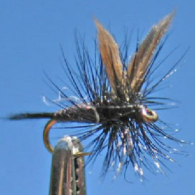 Black Gnat