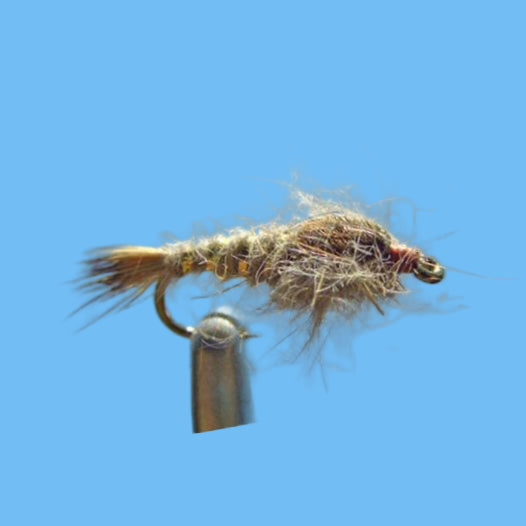 Gold Ribbed Hare's Ear