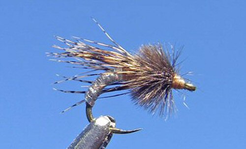 Graphic Caddis