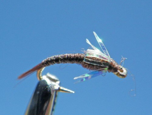 Johnny Flash - Chocolate