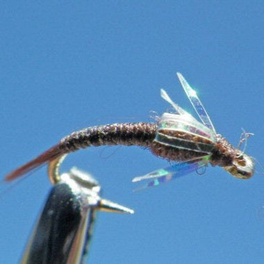 Johnny Flash - Chocolate