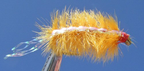 Scud Ray Charles - Orange