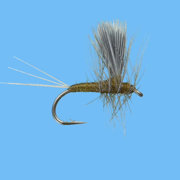 Thorax BWO