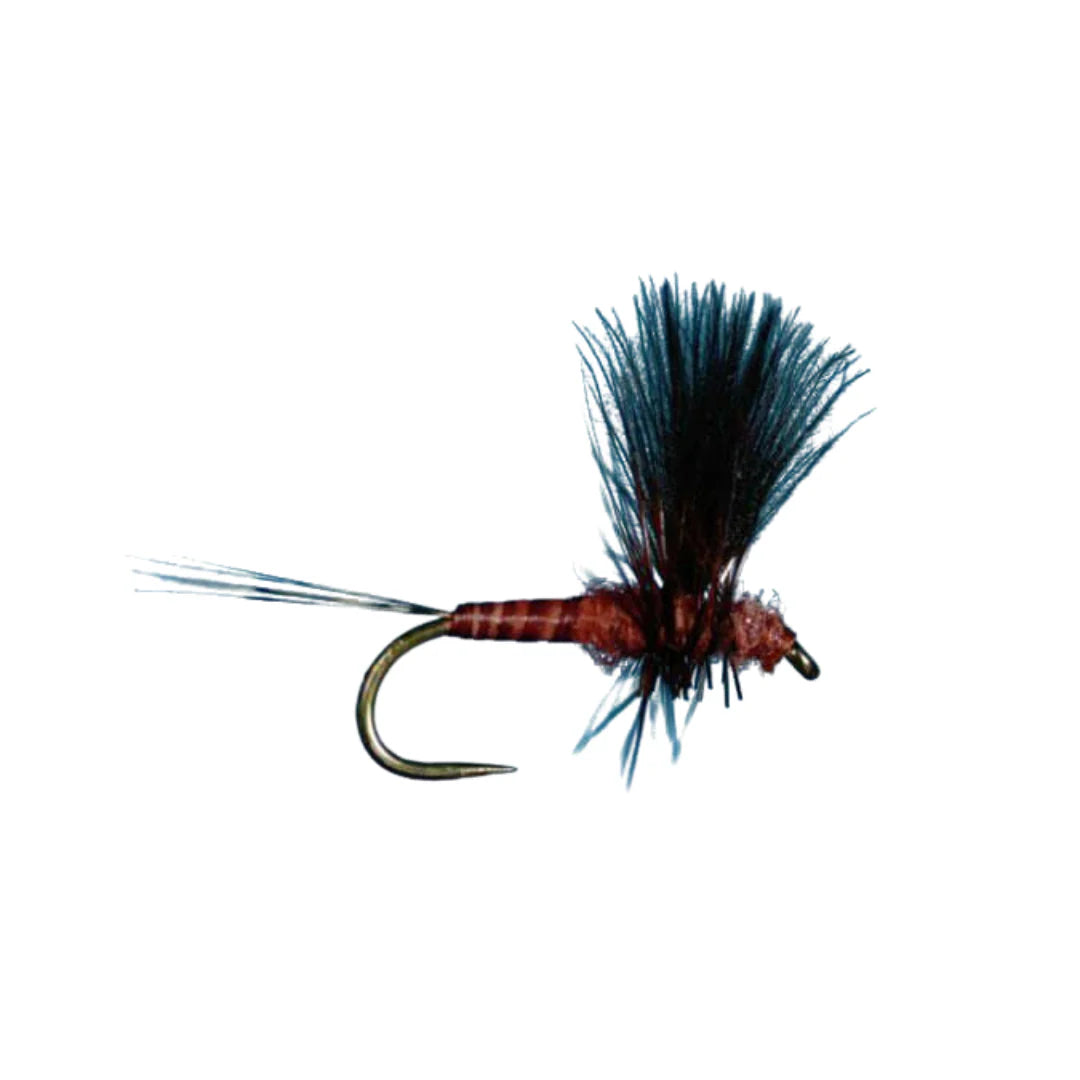 Mahogany Thorax