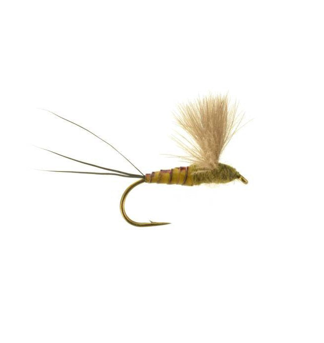 Comparadun Green Drake dry fly — segmented olive and amber body with flared CDC deer hair wing and extended tails, no hackle, on a fine wire hook
