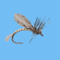 Emerger - Callibaetis