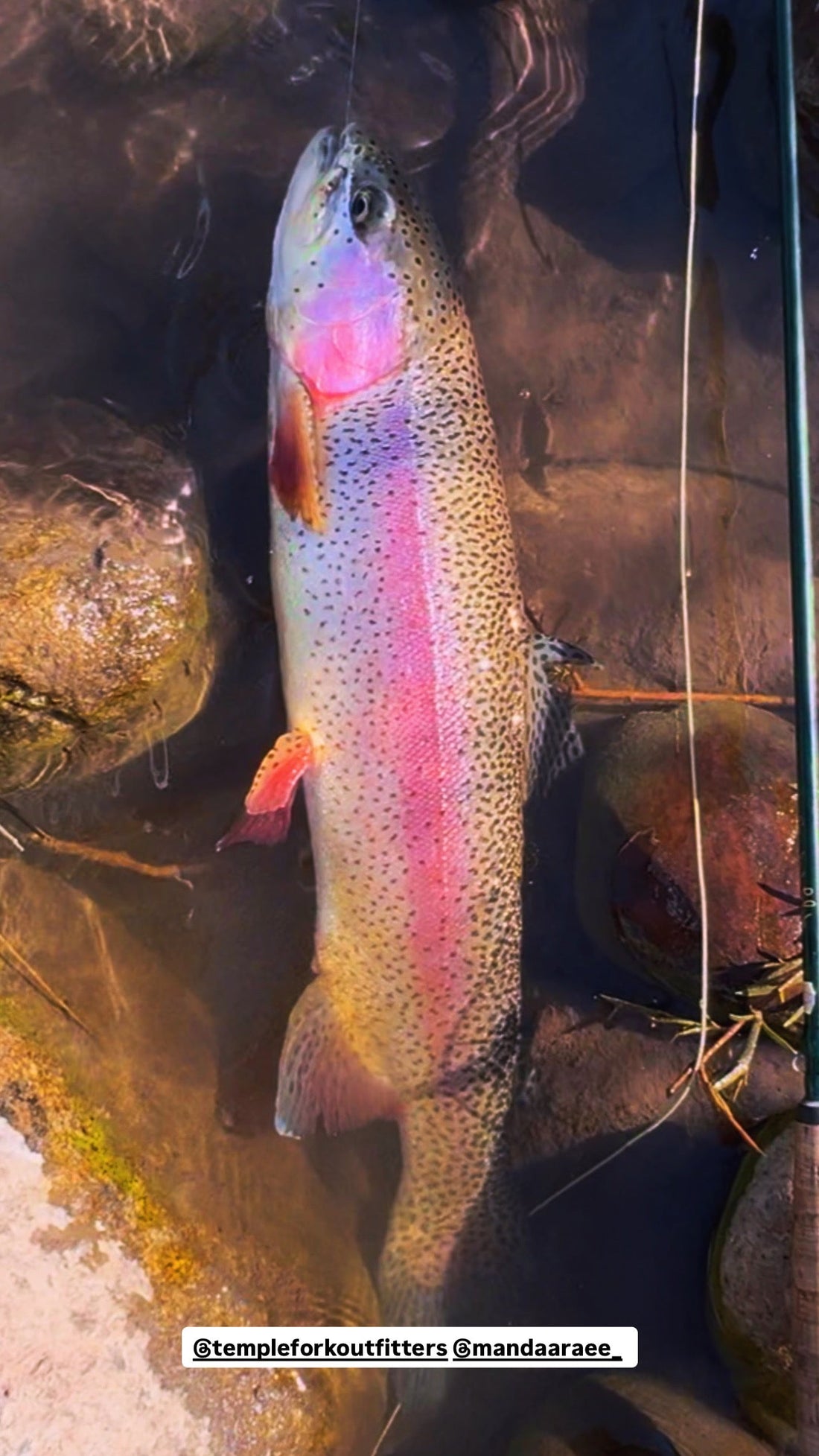 Fryingpan River Fishing Report: Dry Fly Fishing Has Been Outstanding