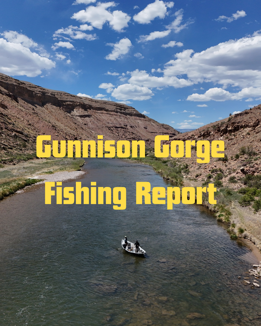Gunnison River Fishing Report: Small Bugs Are the Ticket Right Now
