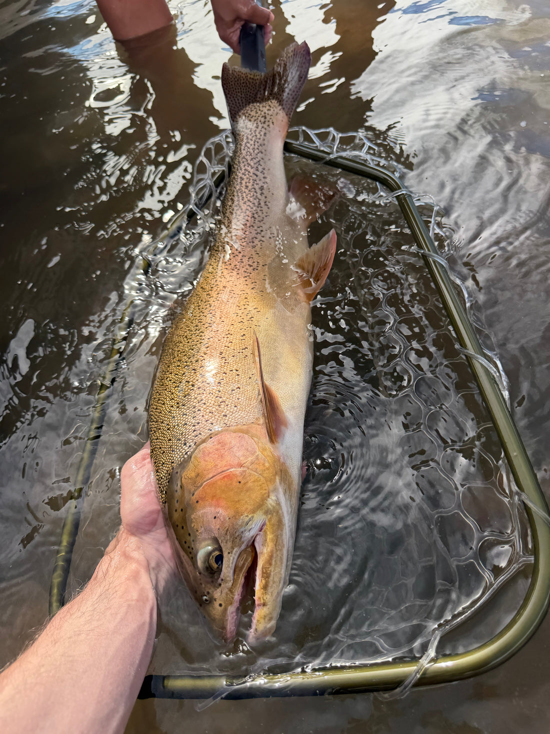 Frying Pan River Fishing Report – October 24, 2026