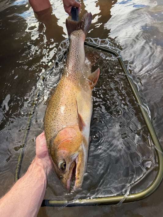 Frying Pan River Fishing Report – October 24, 2026