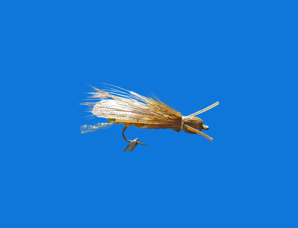 Stoneflies