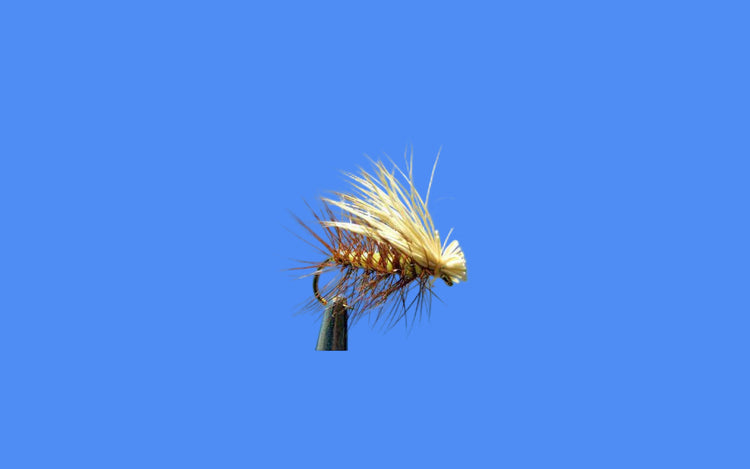 Caddis