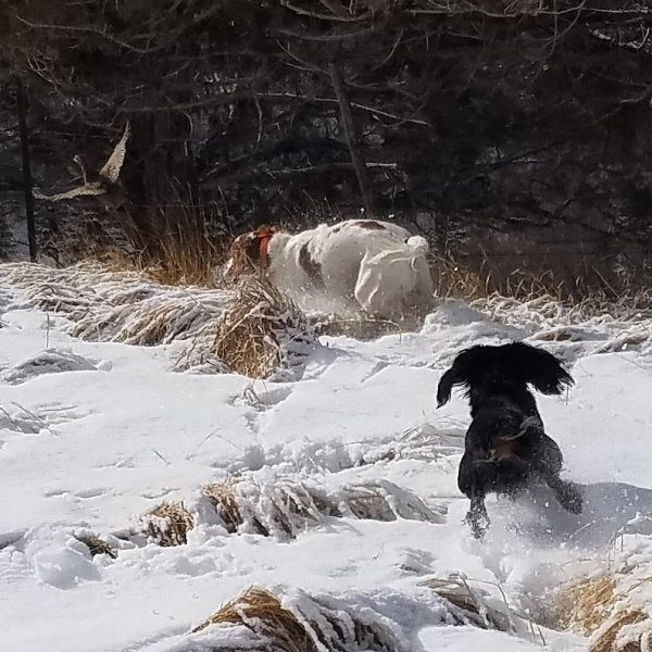 Hunting gear and accessories for Colorado big game and upland bird hunting