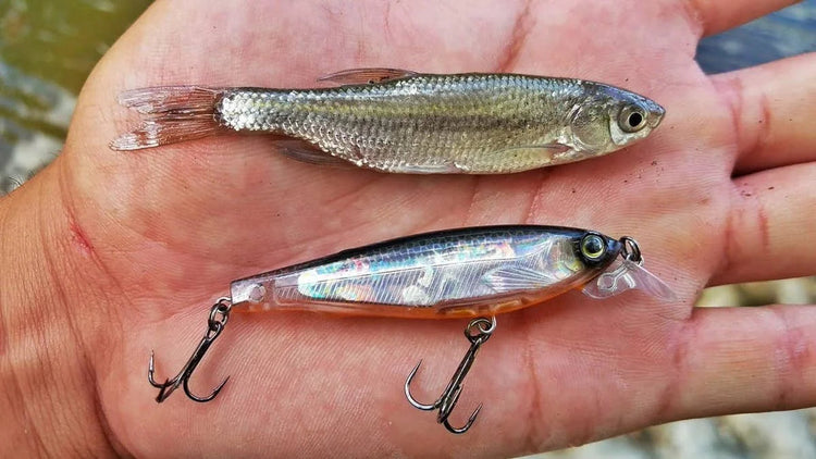 Artificial and Live Bait