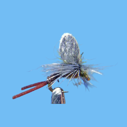 BWO Etha Wing