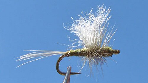 Parachute BWO