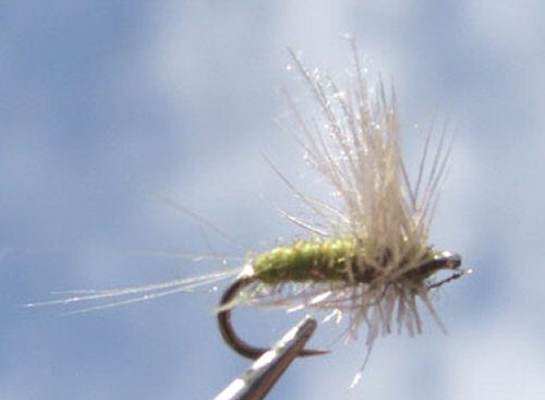 BWO Thorax