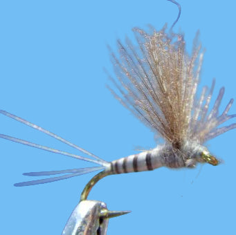 Baetis - CDC Biot Comparadun