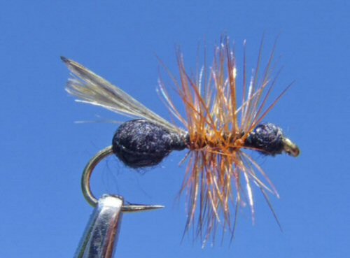 Black Flying Ant