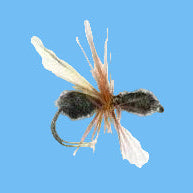 Black Flying Ant