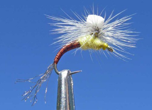 Brooks Sprout - PMD