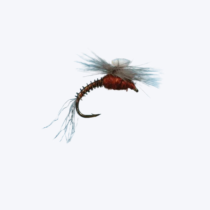 Brooks Sprout Trico