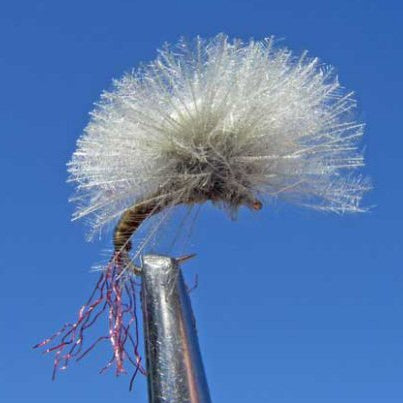 CDC Budding Emerger - BWO