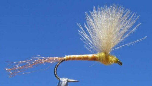 Sparkle Dun Sulphur