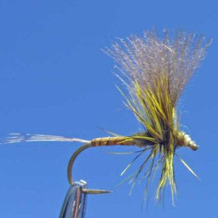 Thorax Green Drake CDC