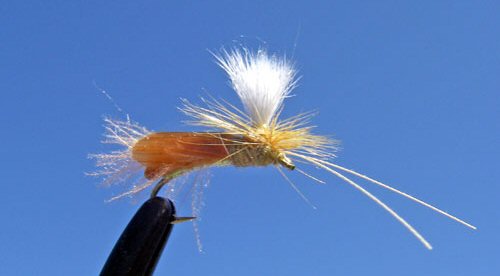 CDC Caddis