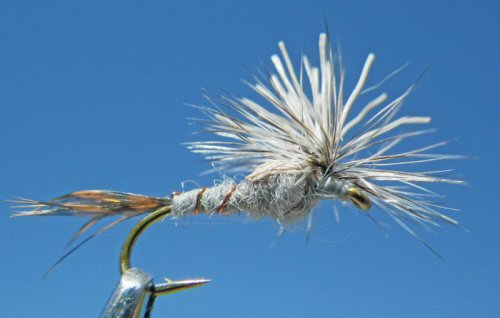 Parachute Callibaetis