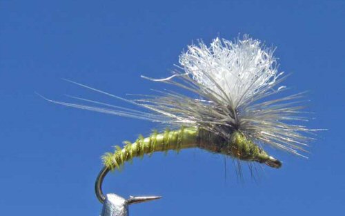 GT Adult BWO