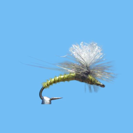GT Adult BWO