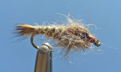 Gold Ribbed Hares Ear