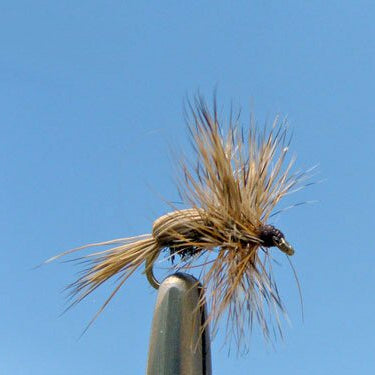 Humpy - Peacock