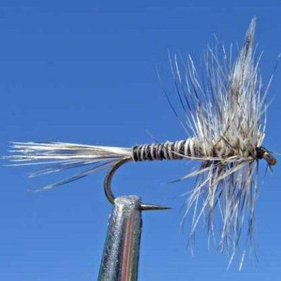 Mosquito