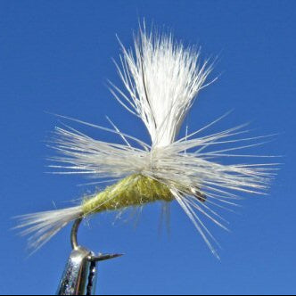 Parachute Pale Evening