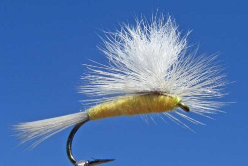 Parachute Sulphur
