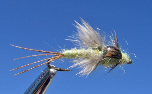 Poxyback Baetis