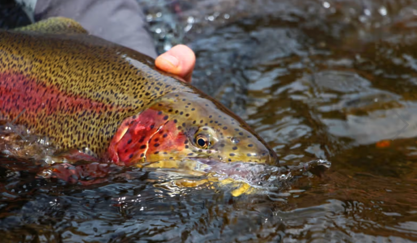 Close-up of a rainbow trout being held above water