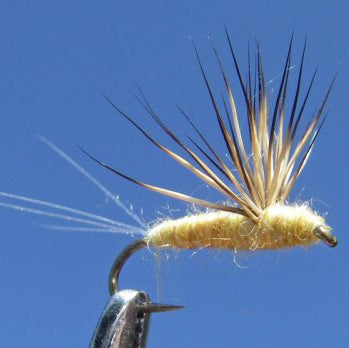 Sulphur Comparadun