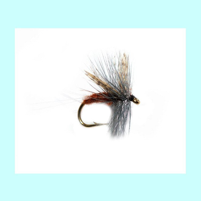 Thorax Rusty