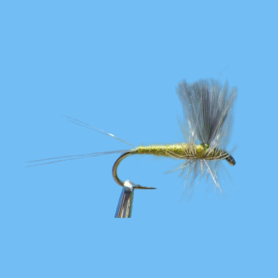 Thorax Green Drake