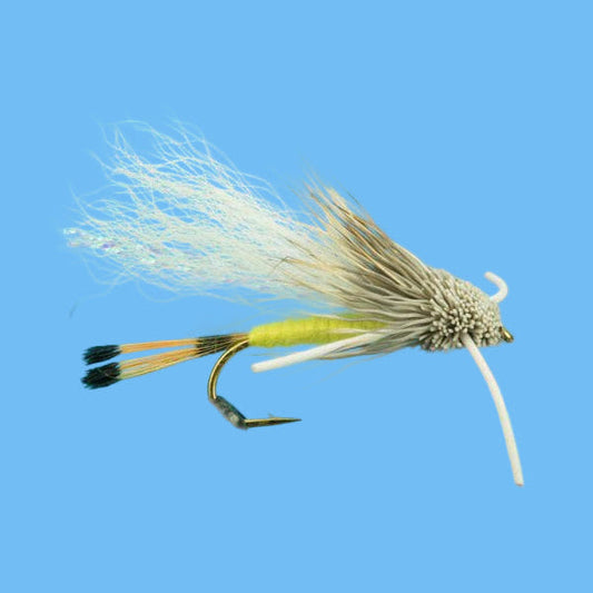 Turks Tarantula - Yellow