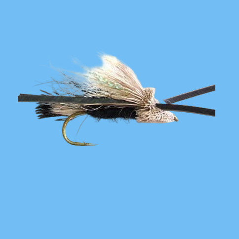 Turk's Tarantula - Black