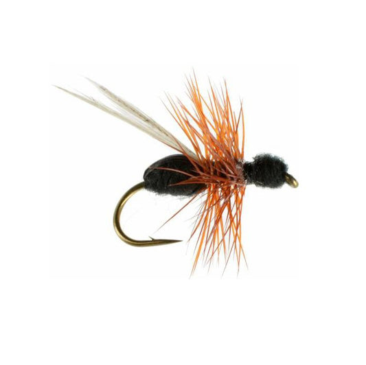 Black Flying Ant