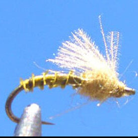 Biot CDC Emerger - Olive